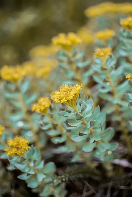 Rhodiola Rosea: The Siberian Adaptogen