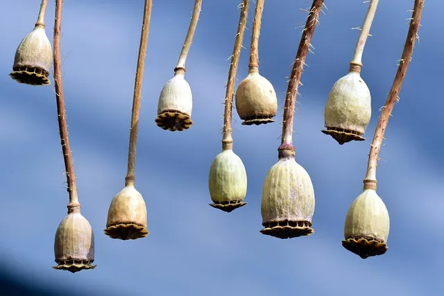 Seed Cycling for Hormones: Does It Work?
