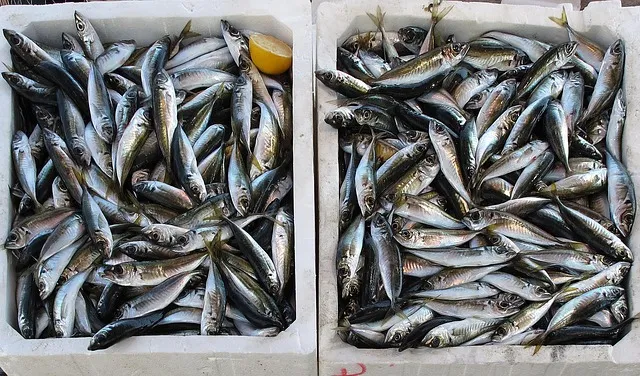 Wild vs Farmed Fish: Health Differences