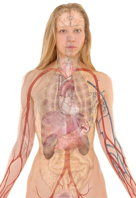 Body Recomposition: Build Muscle and Lose Fat