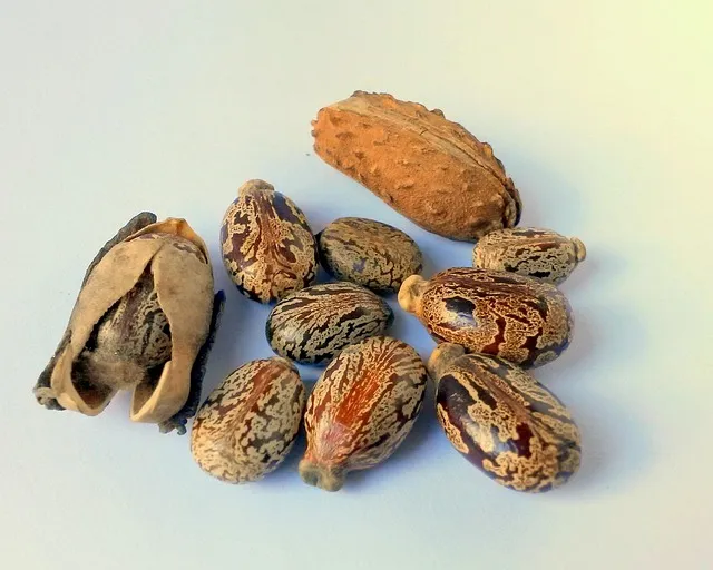 Seed Oils and Inflammation: Fact vs Internet Panic