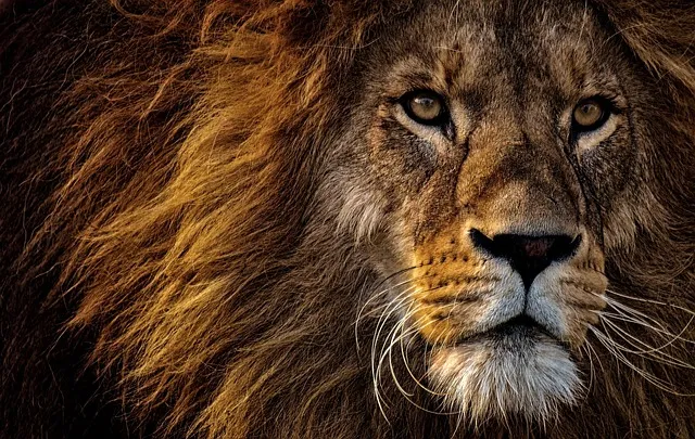 Lion's Mane for Brain Health: NGF and Beyond