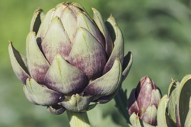 Anti-Inflammatory Foods: The Definitive Ranked