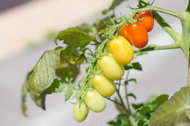 Mediterranean Diet: Why It's the Most Studied Diet