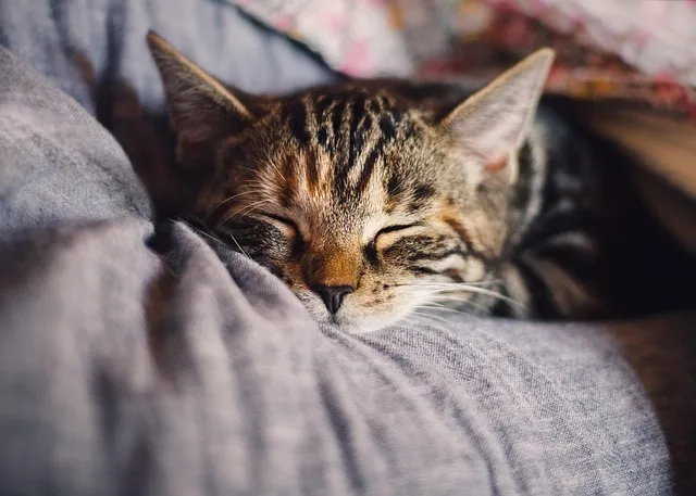 Sleep and Testosterone: Why 8 Hours Is