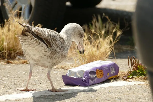 Microplastics in Food: What We Know