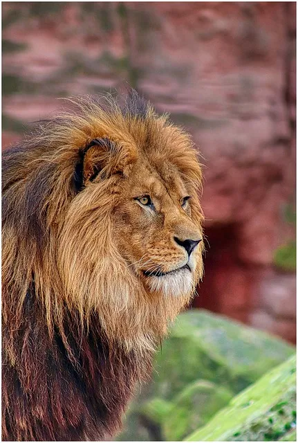 Lion's Mane Mushroom: The Nootropic That Grows