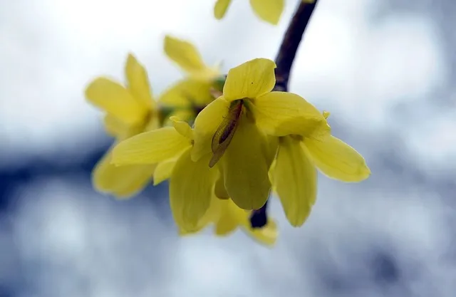 Berberine: The Plant Compound That Rivals