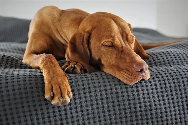 Testosterone and Sleep: The 8-Hour Rule