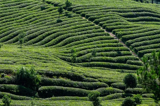 Green Tea Benefits: EGCG and Beyond