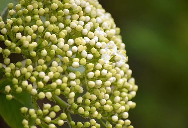 Elderberry for Immunity: What Published