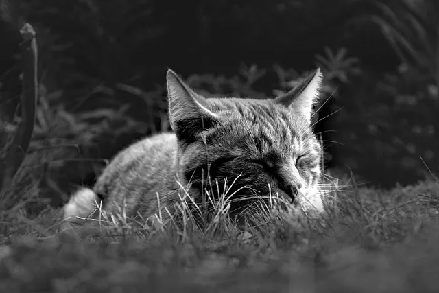 Napping Protocol: How to Nap Without Ruining