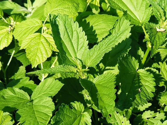 Histamine Intolerance: The Gut Connection