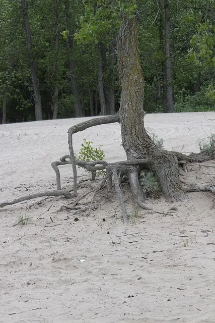 tree roots, nature, resistance, persistence, environment, strong,