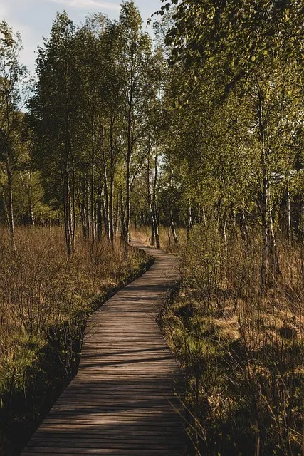 path, way, nature, landscape, direction, journey, walk, grass, maze, forest,