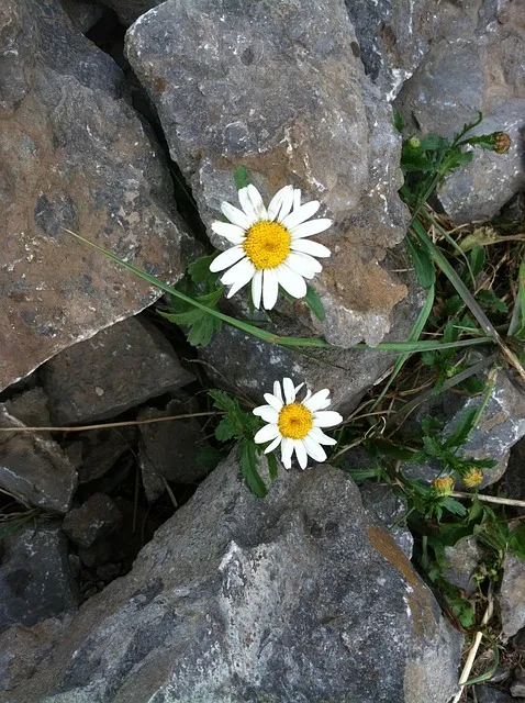 perseverance, flower background, hope, daisy, beautiful flowers, flower,