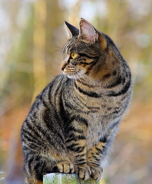 cat, fur, mackerel, portrait, kitty, feline, nature, pet, cat portrait,