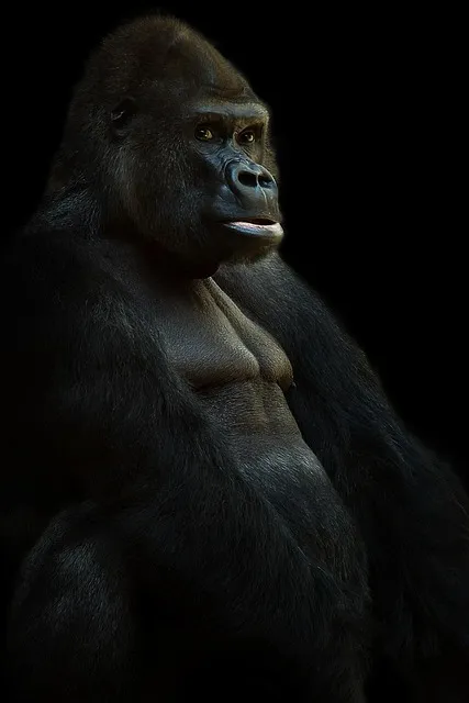 gorilla, silverback, ape, primate, nature, animal, monkey, powerful, mammal,