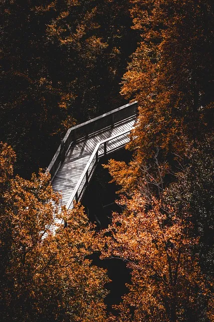 lone wolf, path, forest, isolation, solitude
