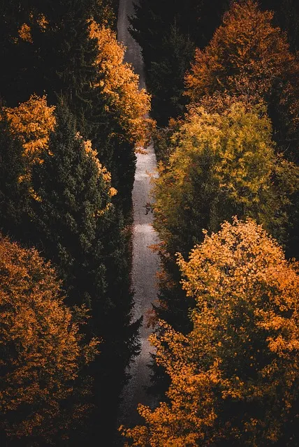 path, forest, journey, loneliness, becoming