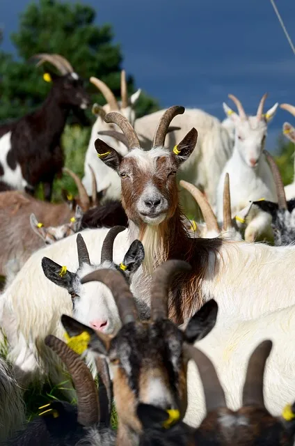 mountain goat traversing difficult terrain with strength and stability