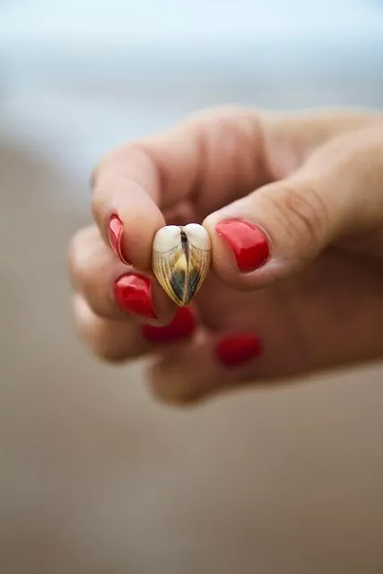 shell, heart, nature, nature background, hand, love, sea, beach, phone wallpaper
