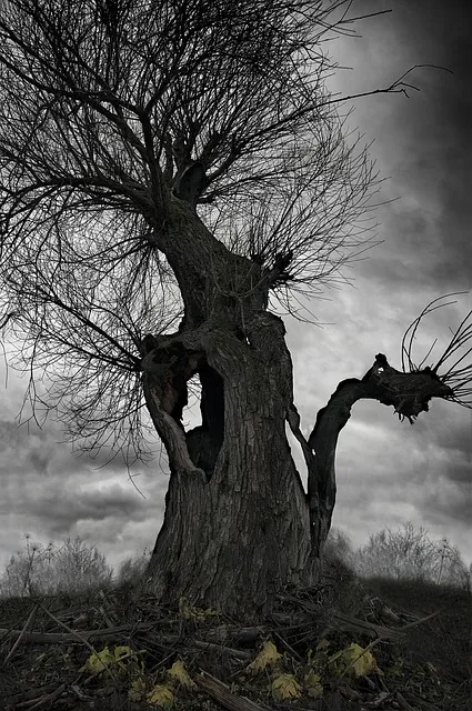 old tree, nature, discipline and anxiety