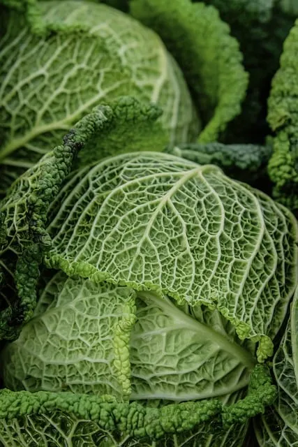 savoy cabbage, vegetable, leafy vegetable, winter vegetable, vitamins,