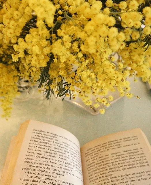 mimosa, book, flower wallpaper, yellow, old, flower, reading, study, page,
