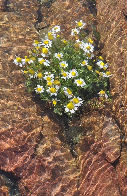 water, under water, flower, flower wallpaper, water surface, flower