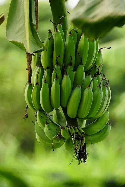 Fresh fruit representing controlled nutrition and disciplined eating windows