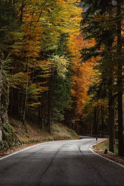 Autumn forest path representing the clarity found through digital discipline