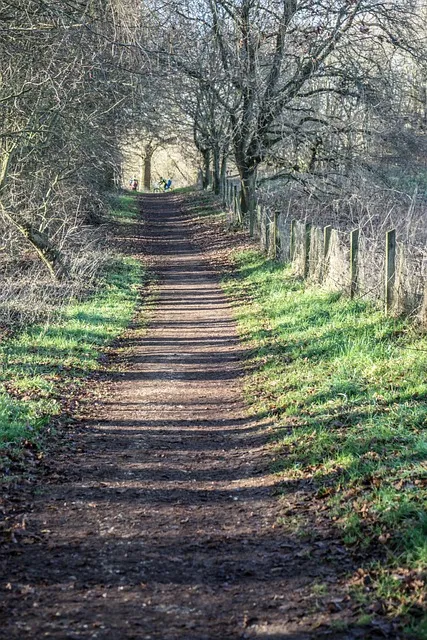 Sunlit forest path symbolizing the clarity and focus that comes from digital