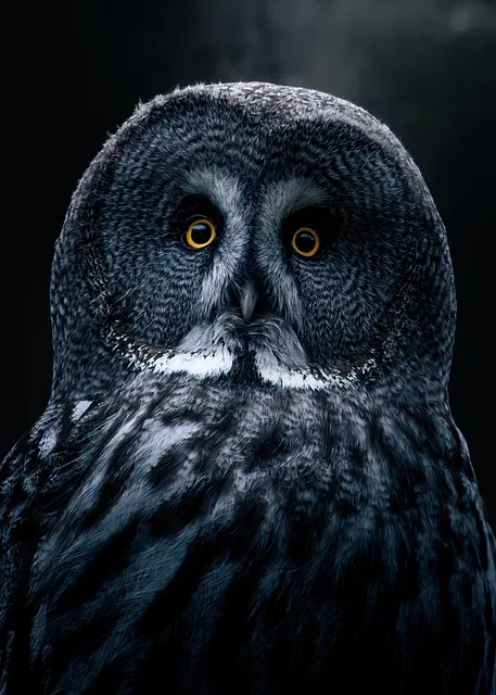 owl in forest at night representing evening chronotype biology