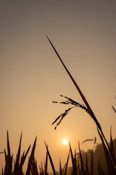 sunrise representing the morning schedule trap for night owls