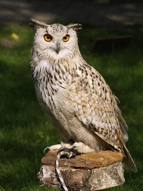 eagle owl at night representing disciplined evening chronotype achievers