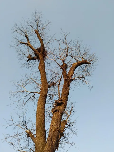 winter, tree, nature, without leaves
