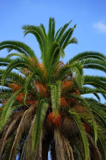 palm tree growing against the sky, resilience through action