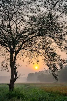 A peaceful morning scene with the sun rising behind a solitary tree in a