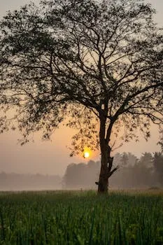 A beautiful sunrise casts warm light through a solitary tree in a misty field.
