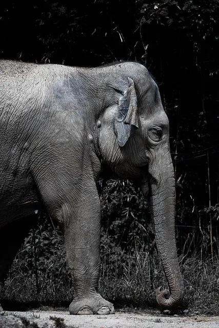 Elephant on savanna