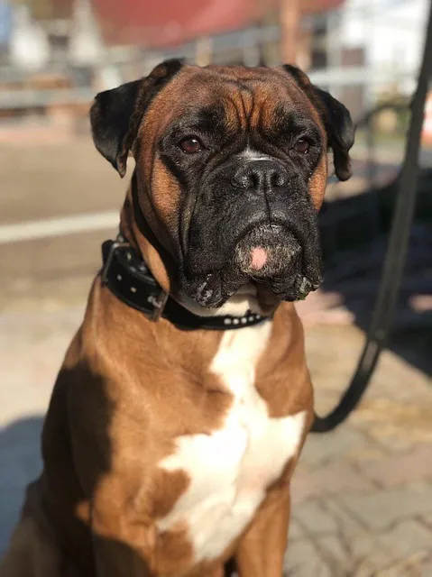 boxer, german, pet, dog, domestic animal, nature, animal, boxer dogs, animal