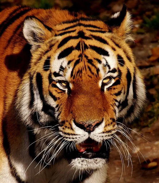 Precise focus in the wild