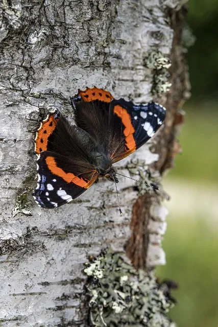 red admiral, butterfly, insect, vanessa atalanta, nature, closeup, red admiral, red admiral, red admiral, red admiral, red admiral