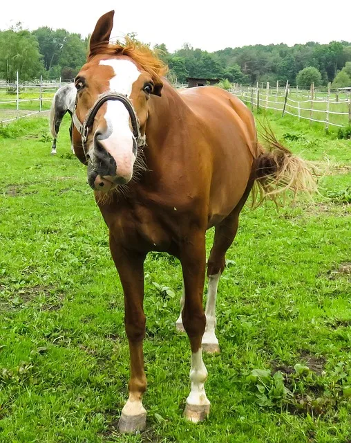 Horse in wild nature, warrior spirit, Crazy Horse Lakota discipline and