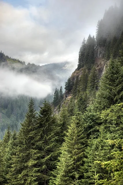 Mountain trail in early morning light — the long path to mastery