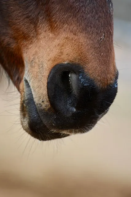 Horse in open field
