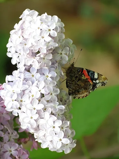 nectar, ali, butterfly, nature