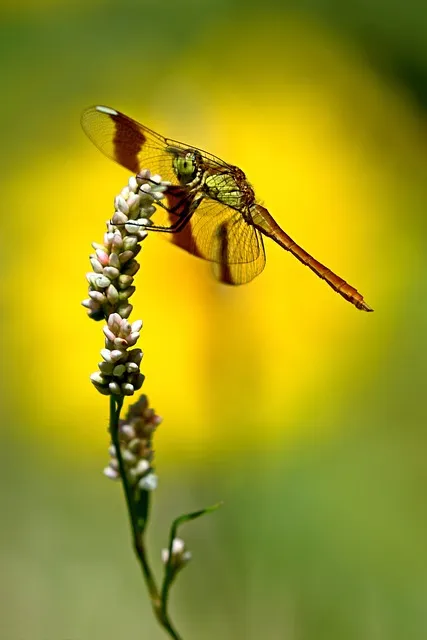 dragonfly, nature, ali, summer