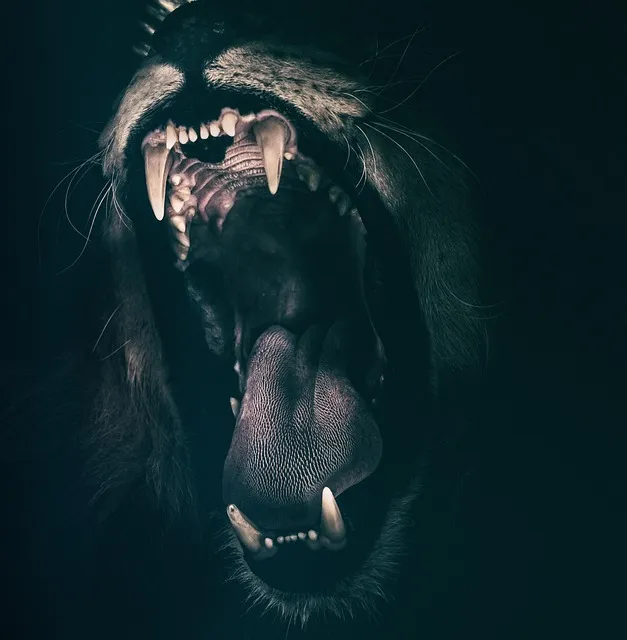 lion, teeth, roar, angry, roaring, tongue, cat, nature, feline, wild cat,